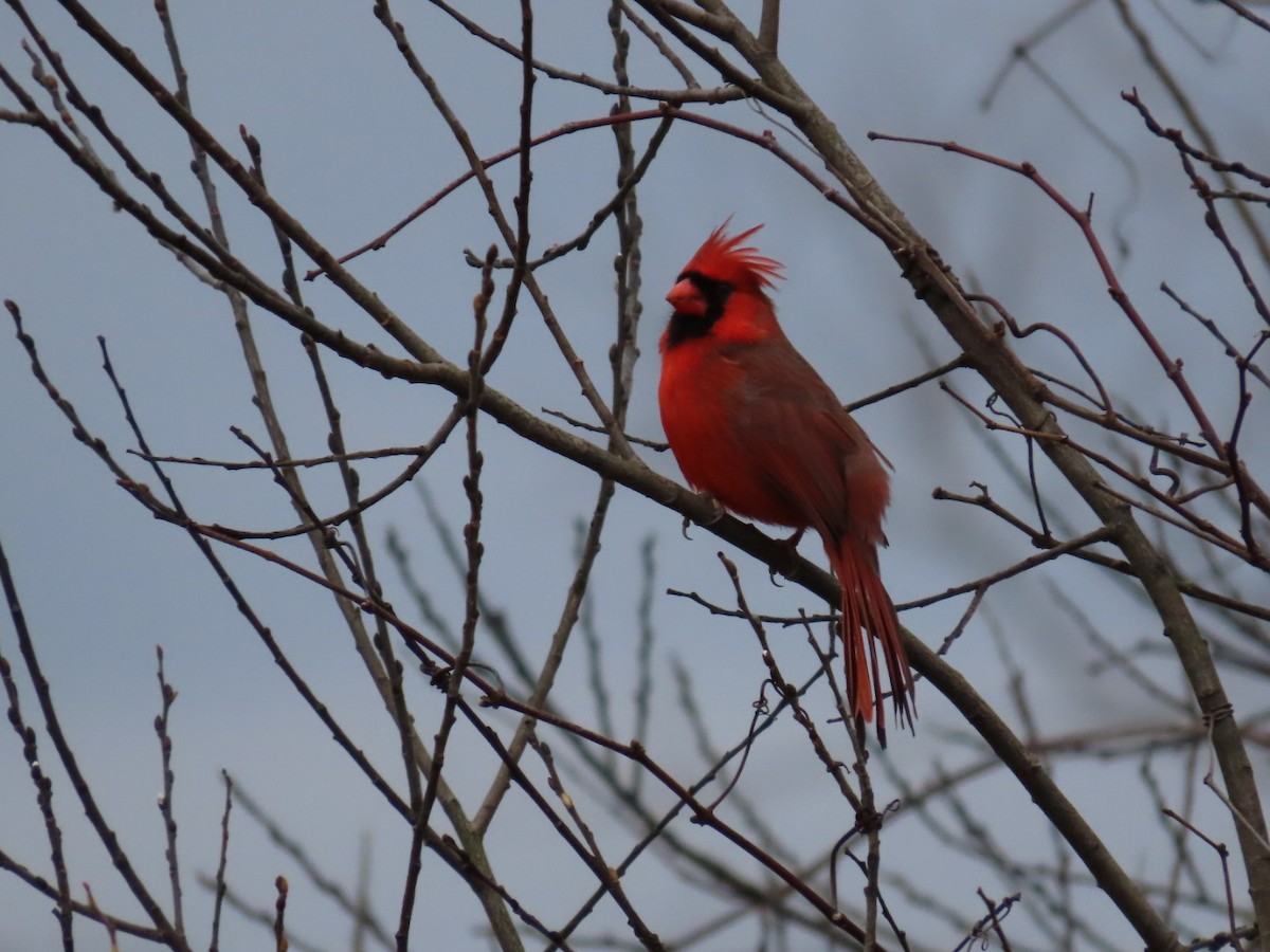 Northern Cardinal - Ripley Kindervater