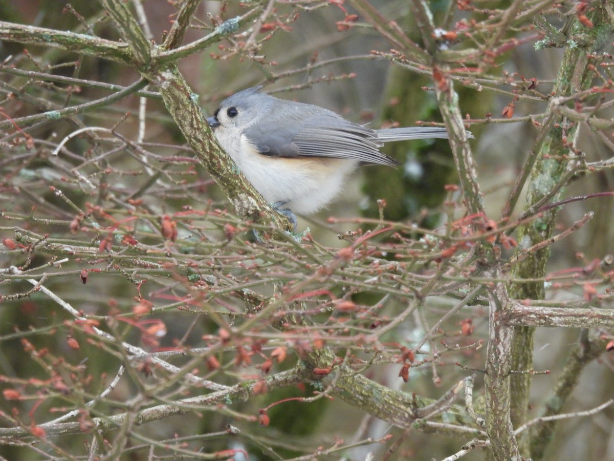 Tufted Titmouse - ML612848131