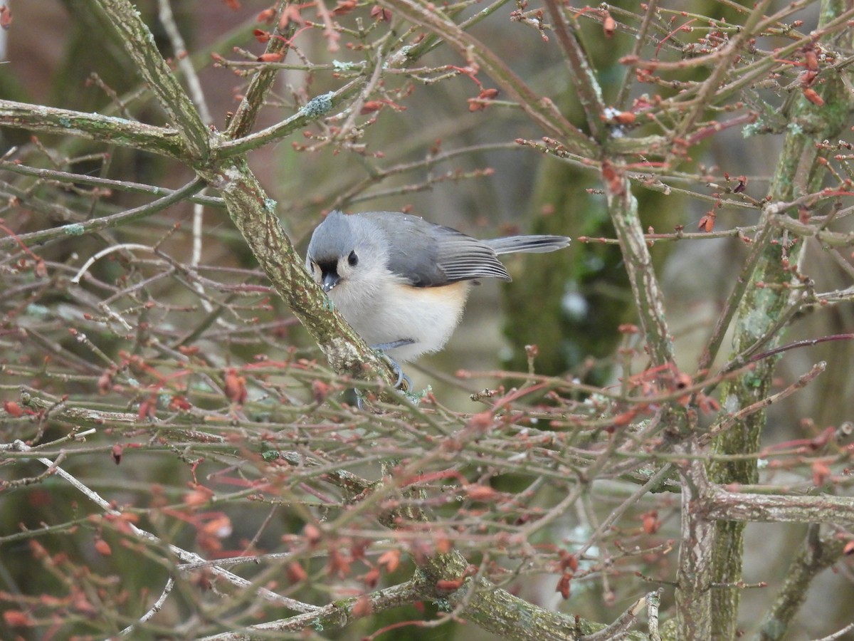 Tufted Titmouse - Judy McCord