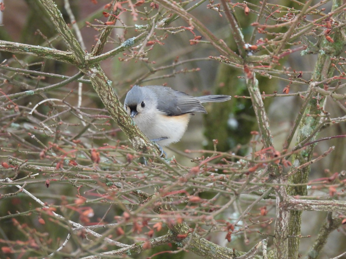 Tufted Titmouse - ML612848133