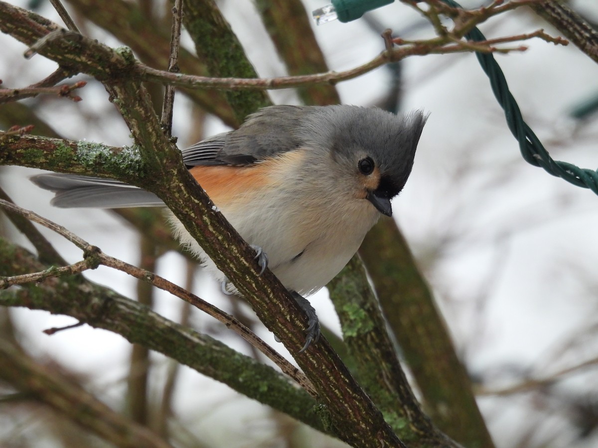 Tufted Titmouse - ML612848135