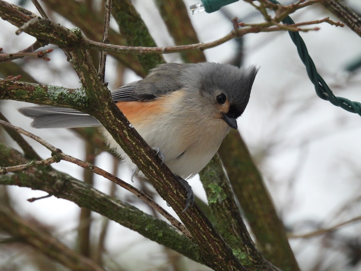 Tufted Titmouse - Judy McCord