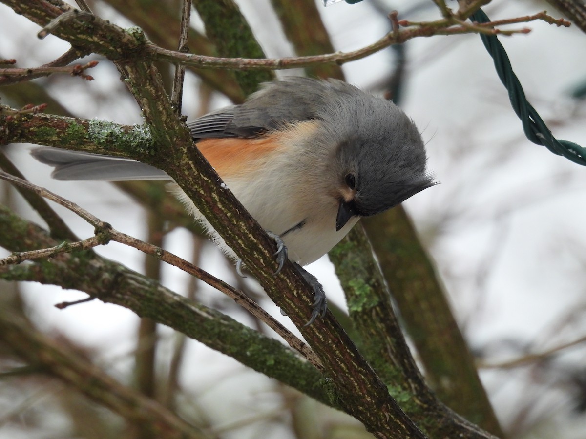 Tufted Titmouse - ML612848138