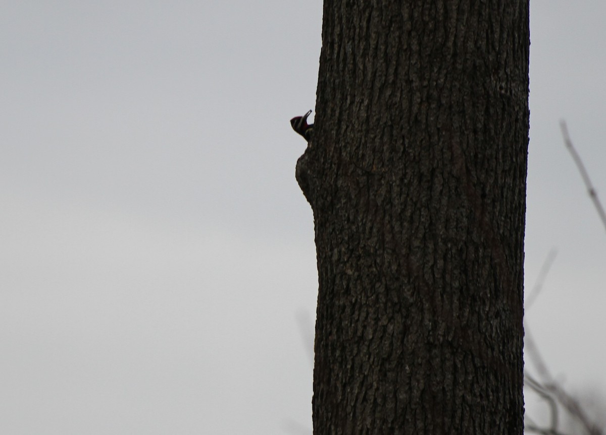Yellow-bellied Sapsucker - ML612848230