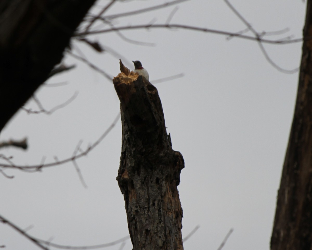 Red-headed Woodpecker - ML612848233