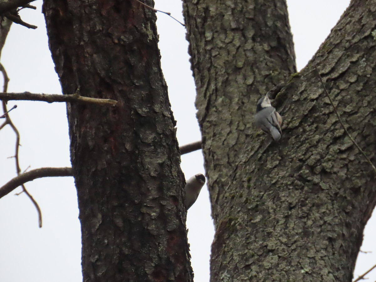 White-breasted Nuthatch - ML612848294