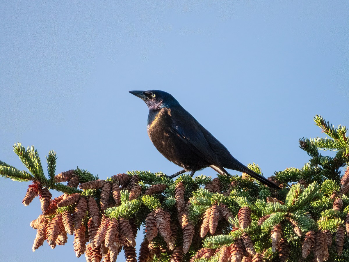 Common Grackle - Jason Alexander