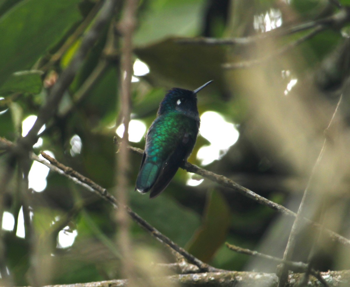 Violet-headed Hummingbird - ML612848345