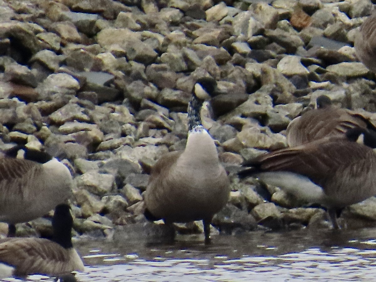 Канад галуу - ML612848407