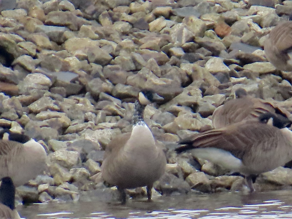 Канад галуу - ML612848409