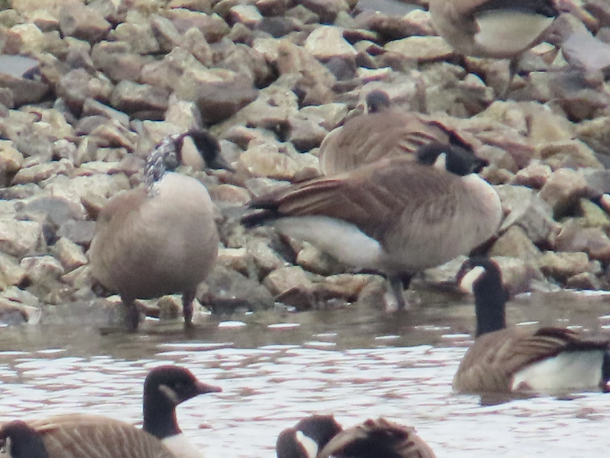 Канад галуу - ML612848410