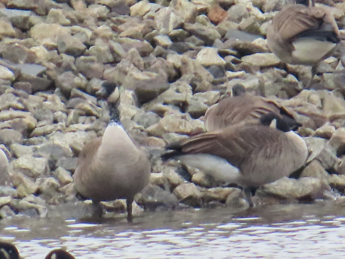 Канад галуу - ML612848412