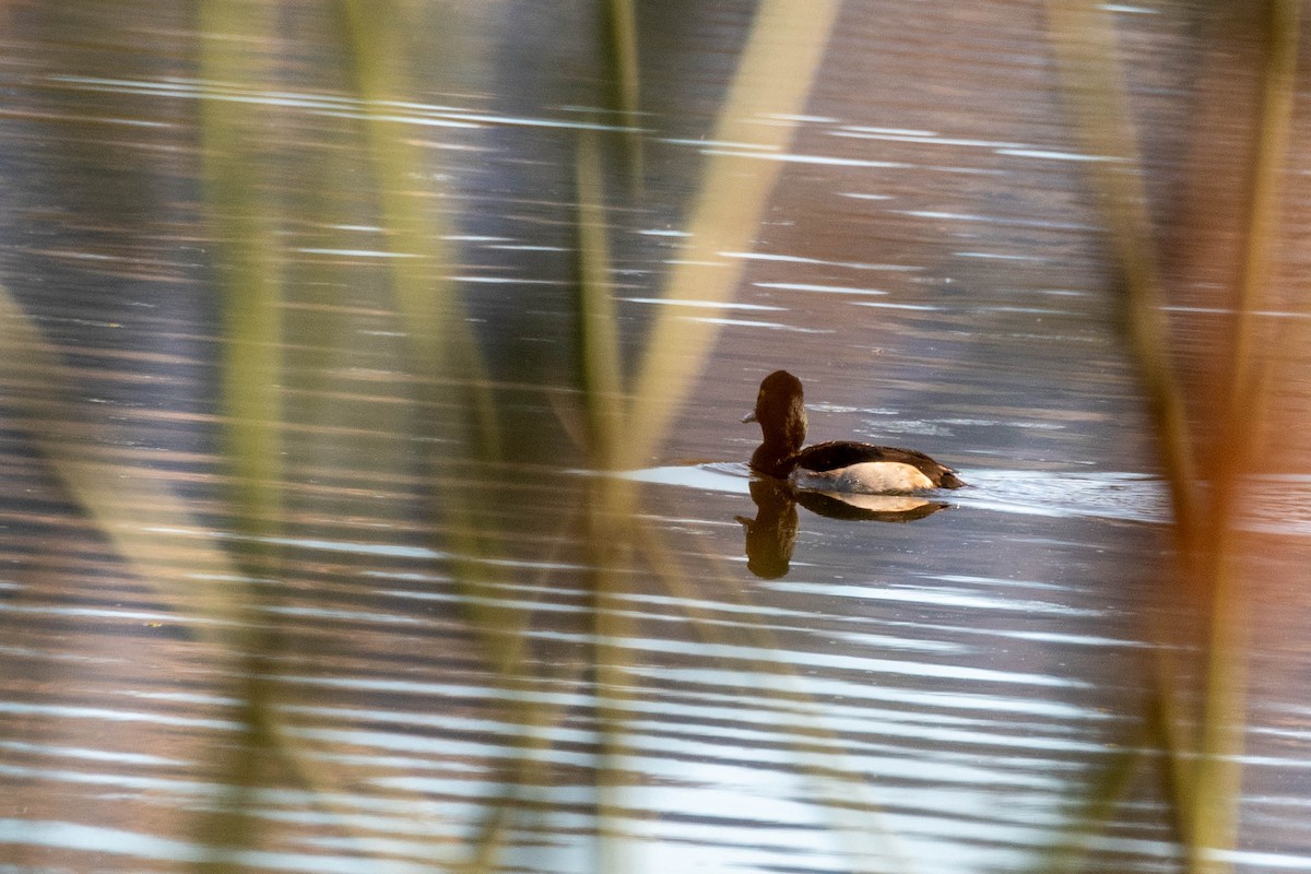 Ring-necked Duck - Bob Hasenick