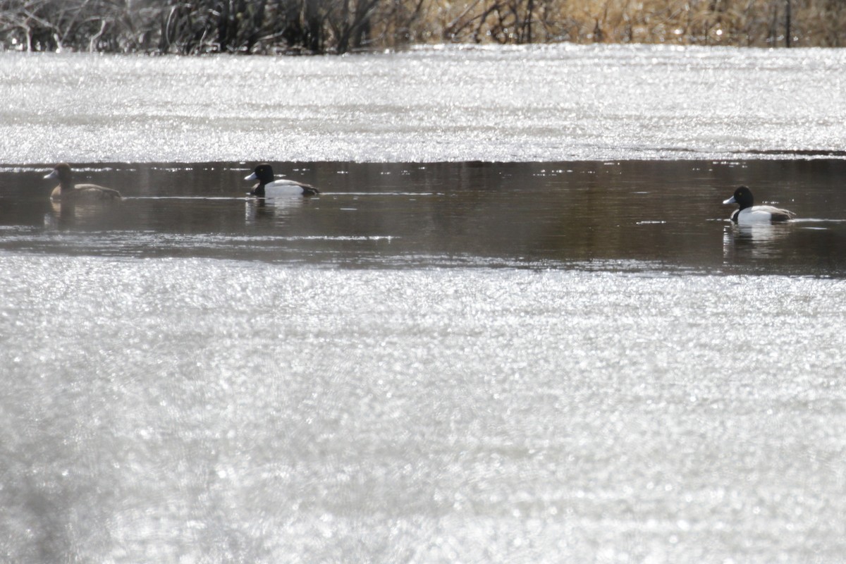 Lesser Scaup - Pam Sinclair