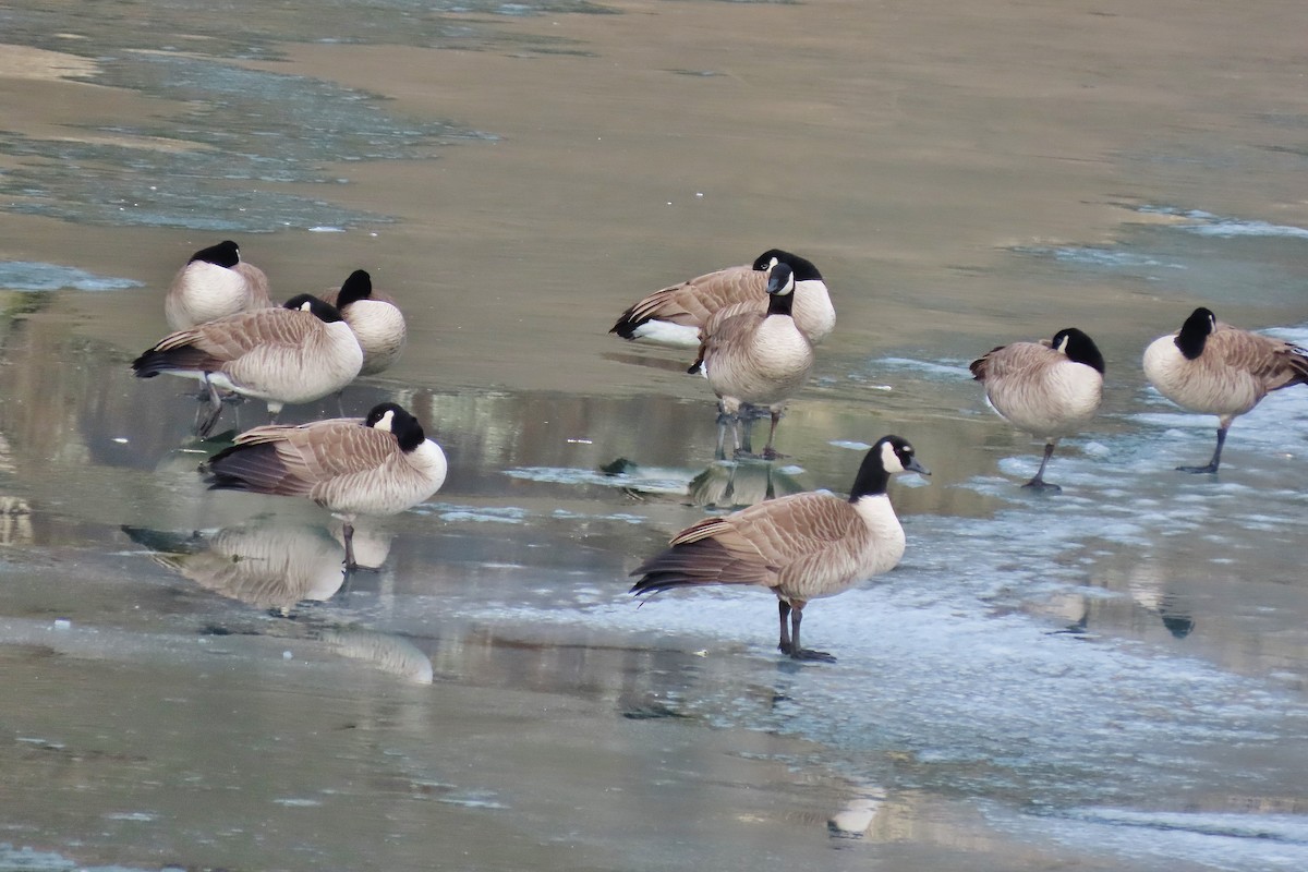 Canada Goose - ML612848648