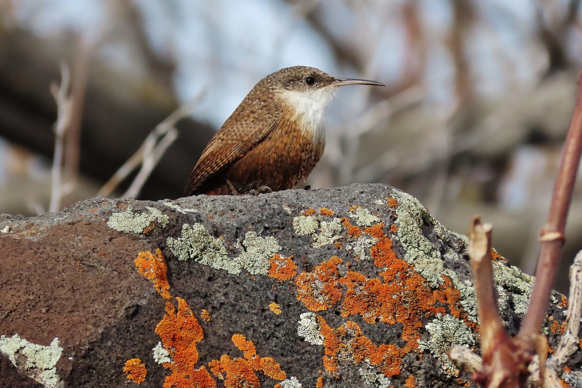 Canyon Wren - ML612848657