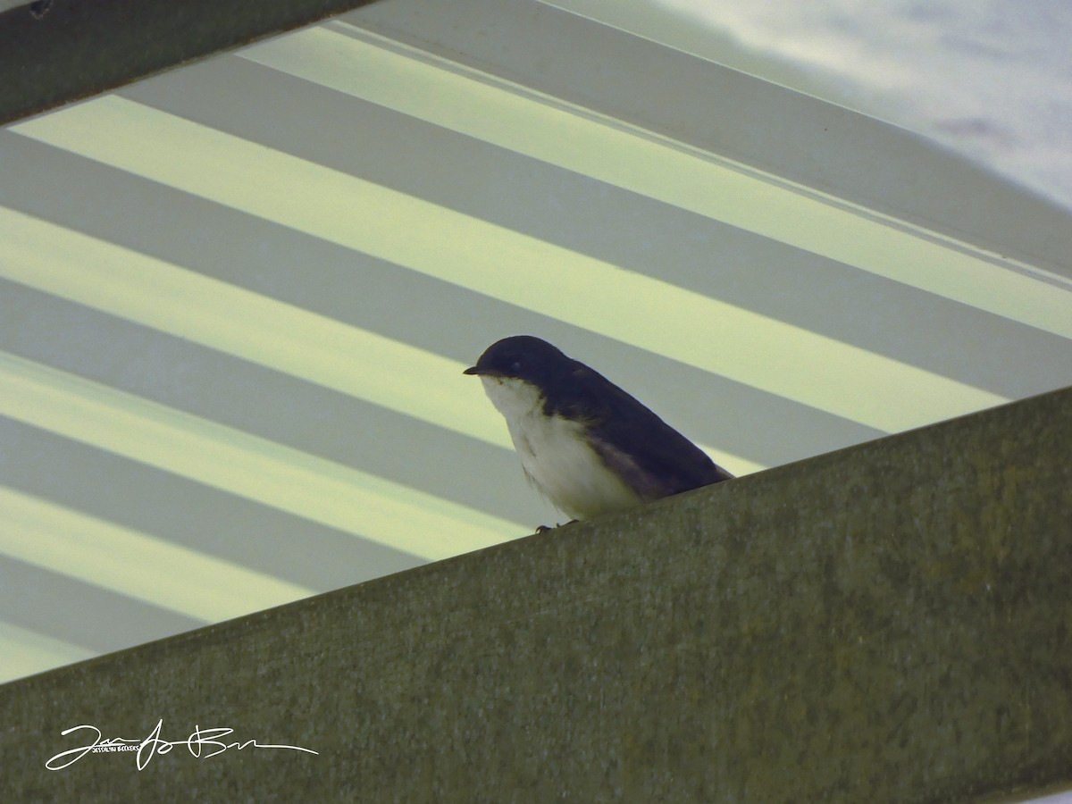 Blue-and-white Swallow - ML612848673