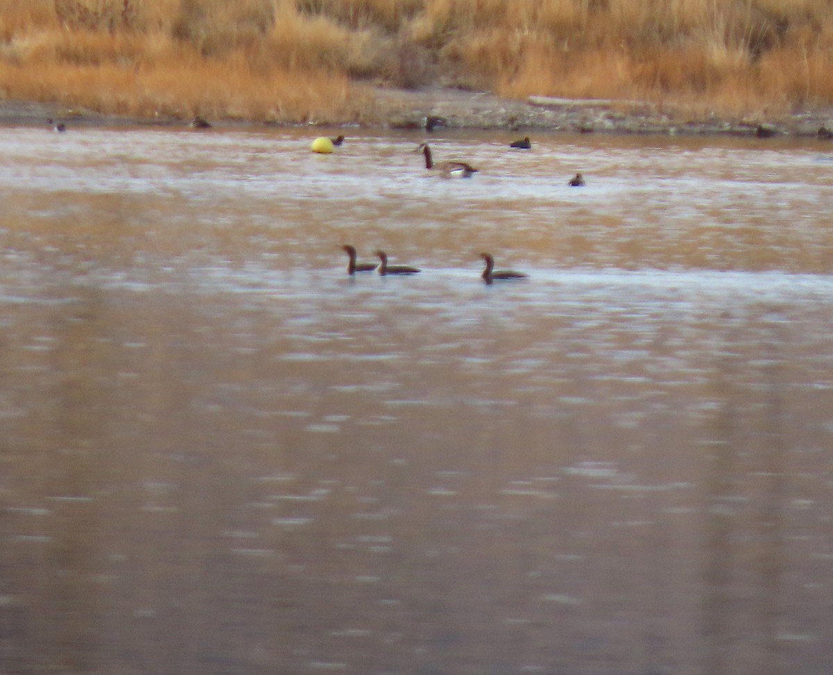 Double-crested Cormorant - Sandy Beranich