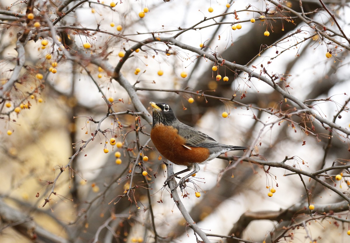 American Robin - ML612848712