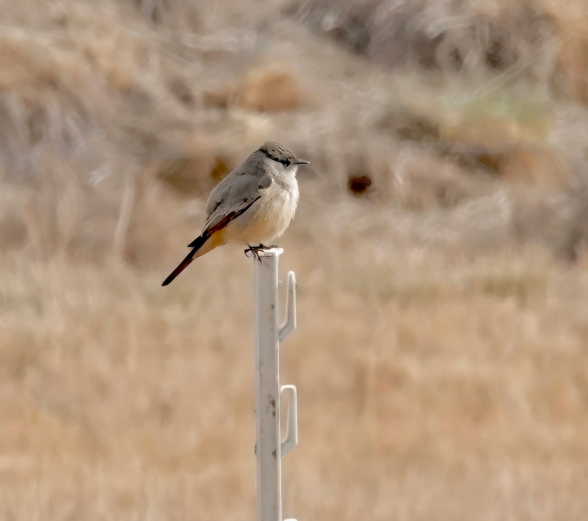 Say's Phoebe - ML612848782