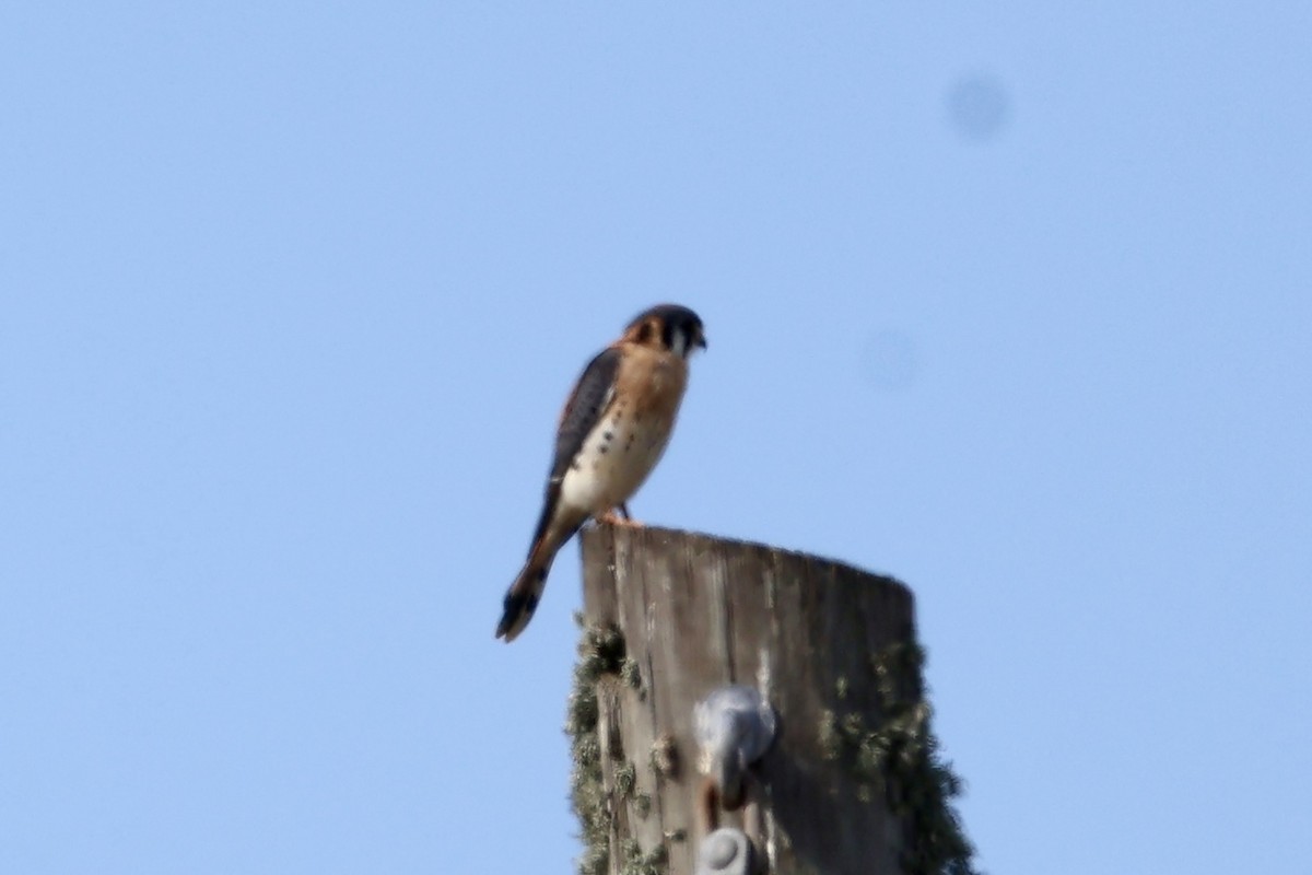 American Kestrel - ML612848784