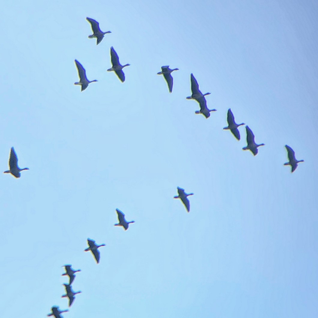 Pink-footed Goose - ML612848965