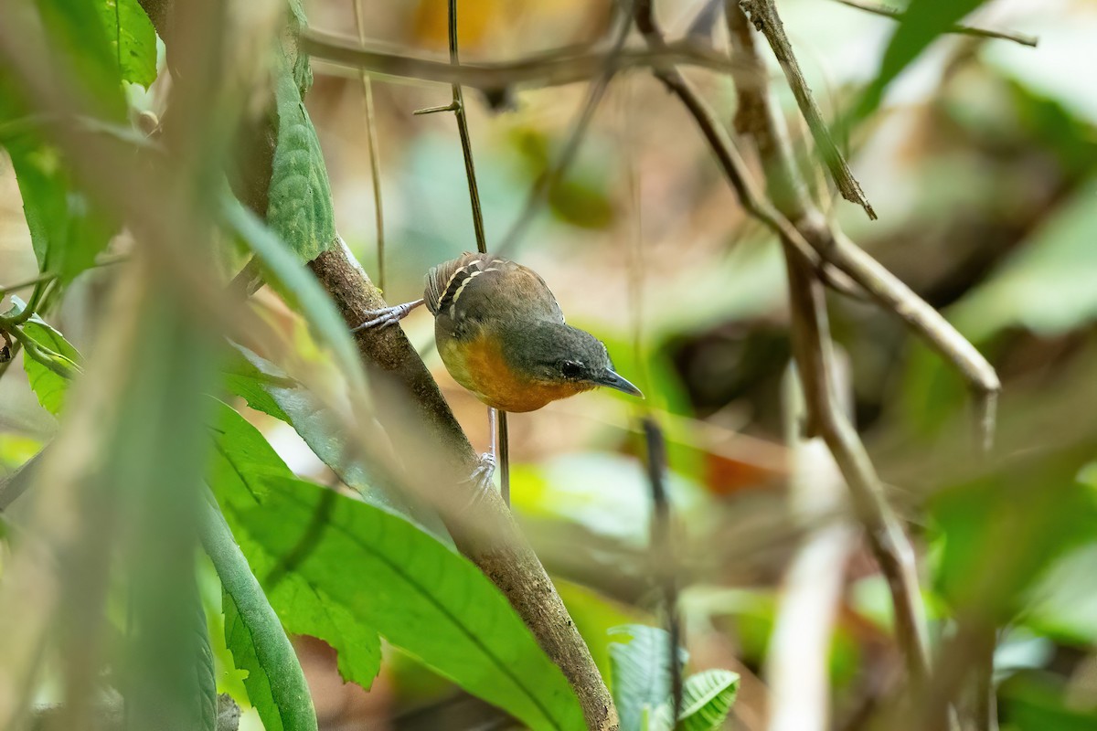 Chestnut-tailed Antbird - ML612849007