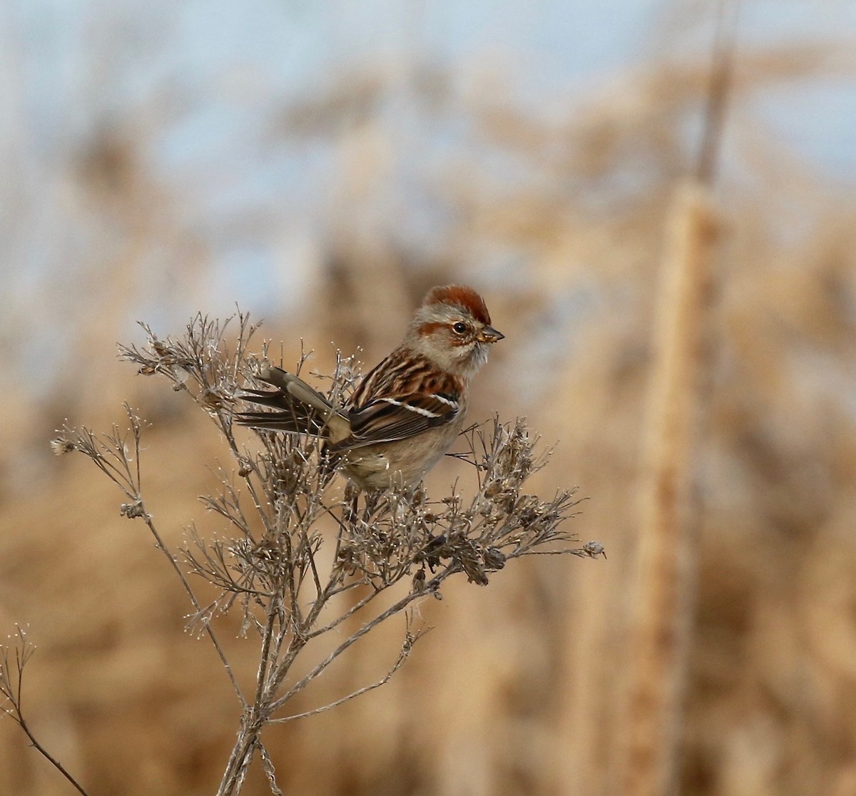 American Tree Sparrow - ML612849272