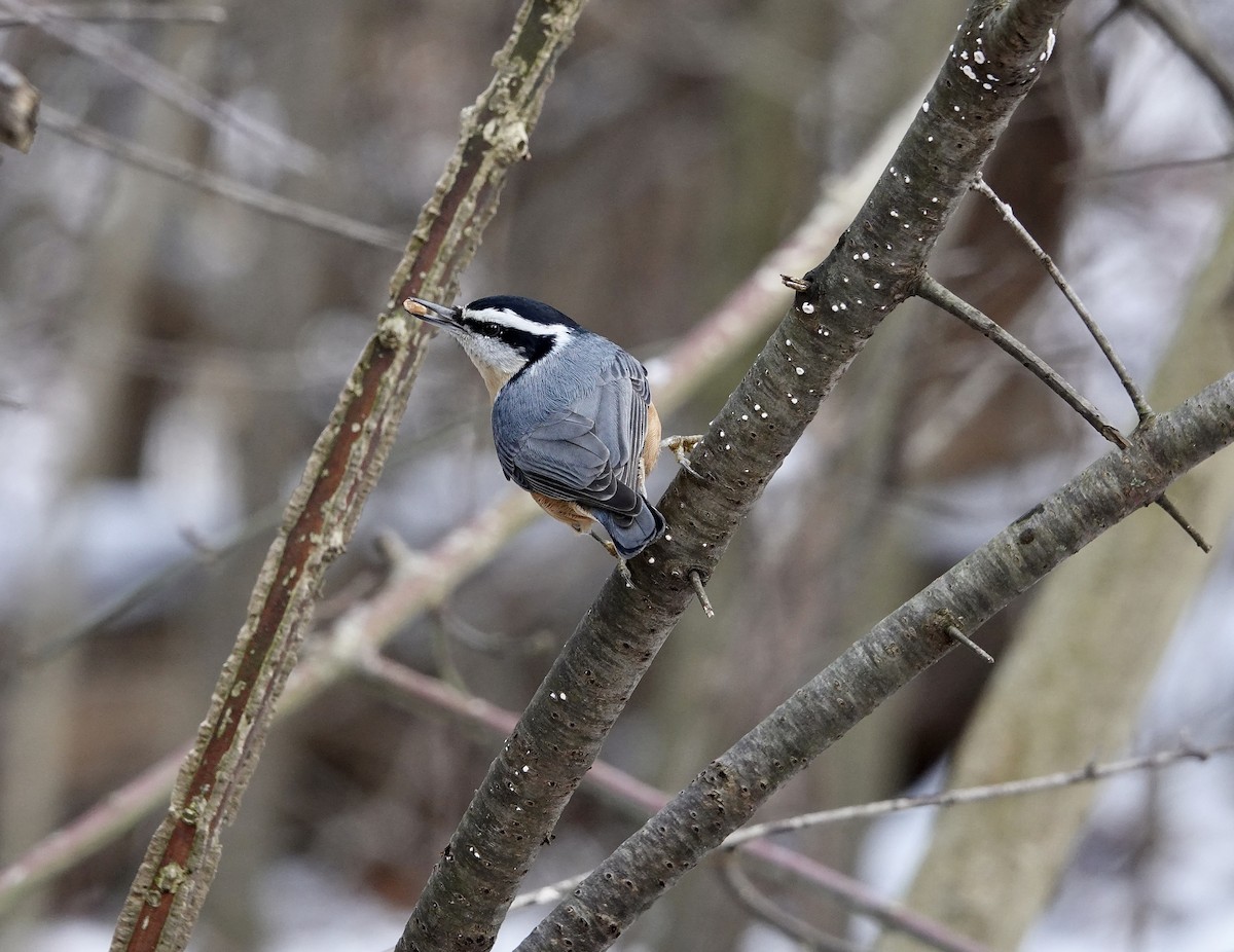 Red-breasted Nuthatch - Carol MacKenzie