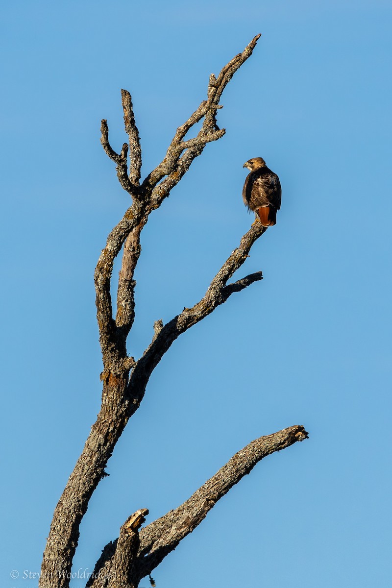 Red-tailed Hawk - ML612849331