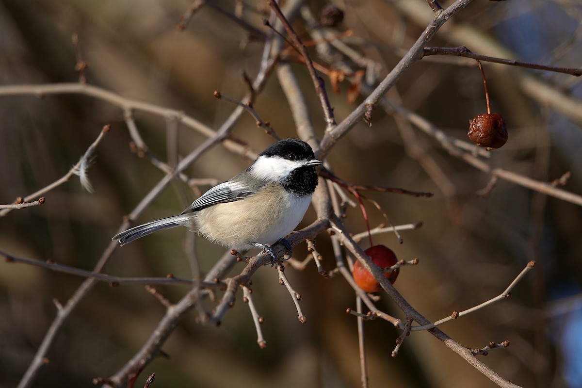 Black-capped Chickadee - ML612849339