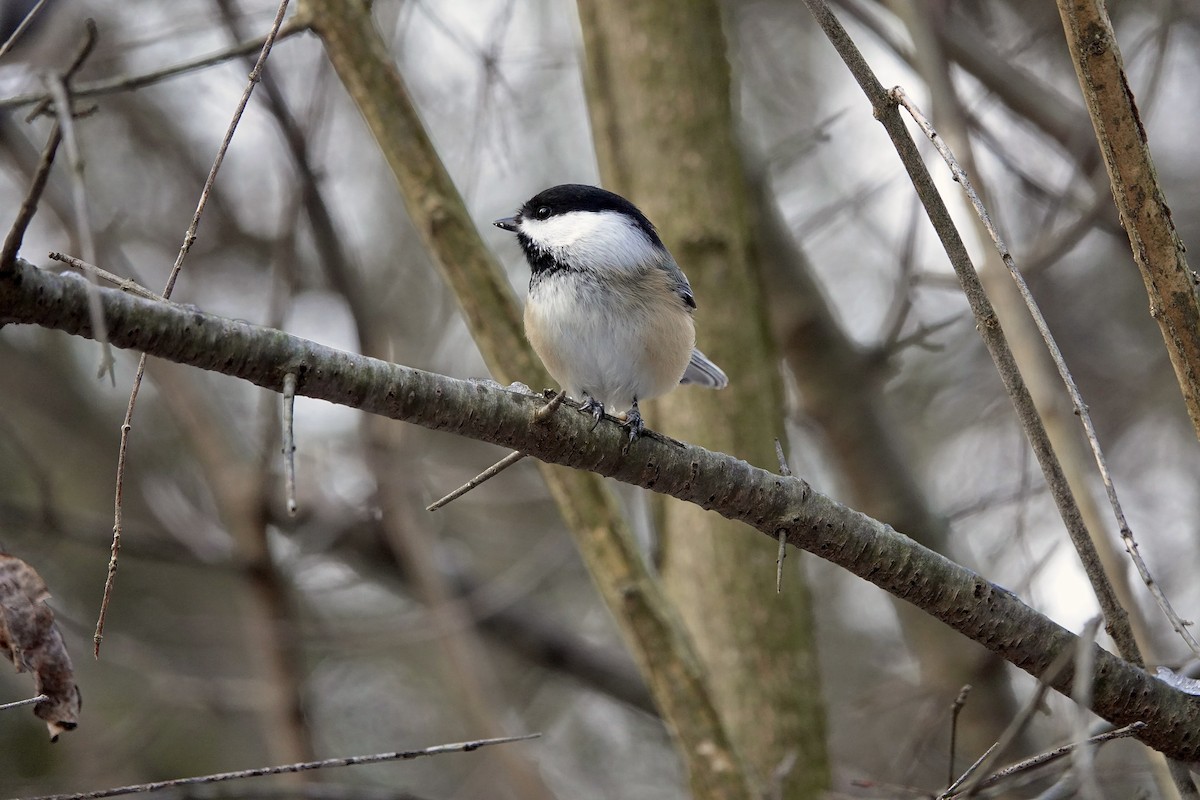 Black-capped Chickadee - ML612849340