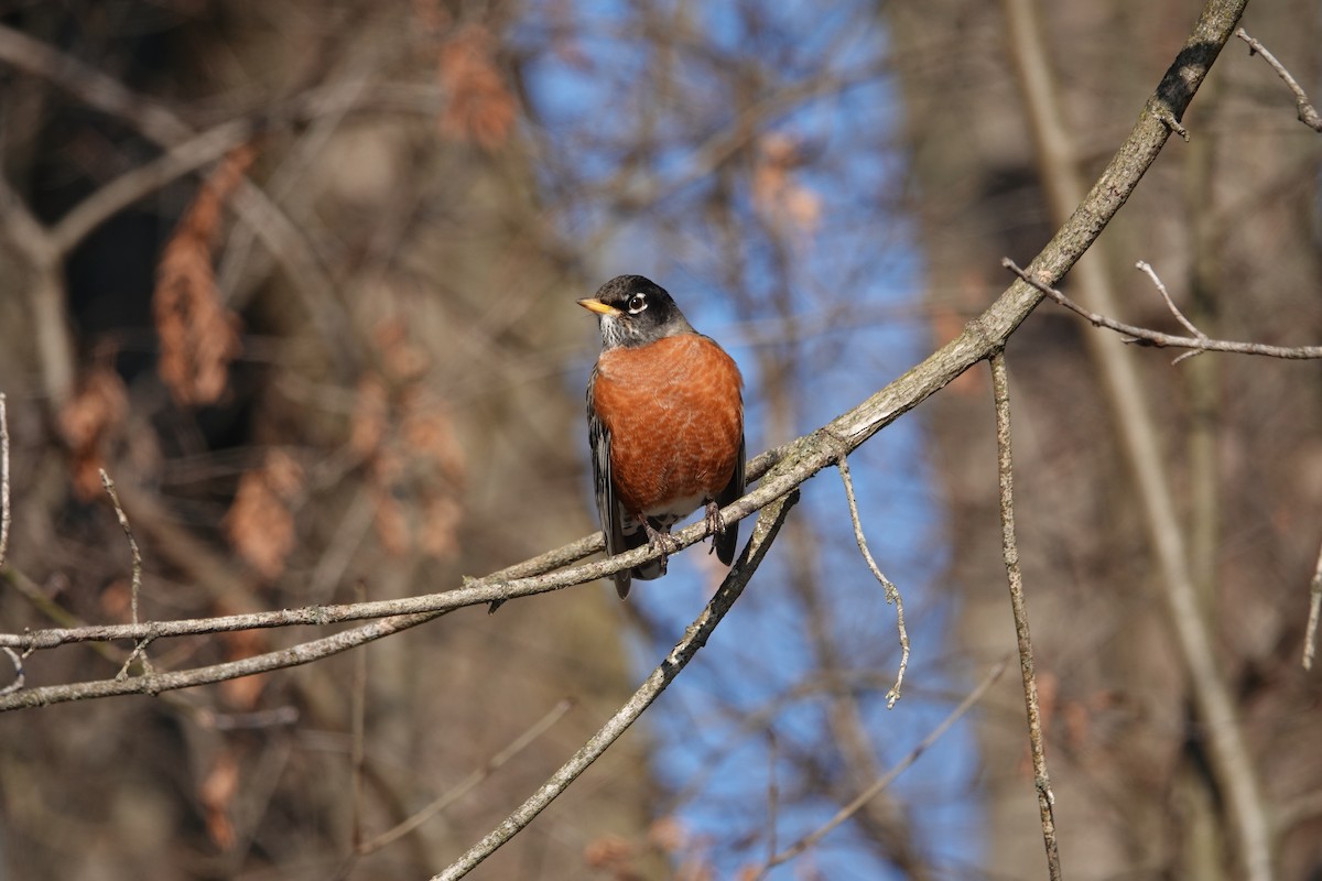 American Robin - Carol MacKenzie