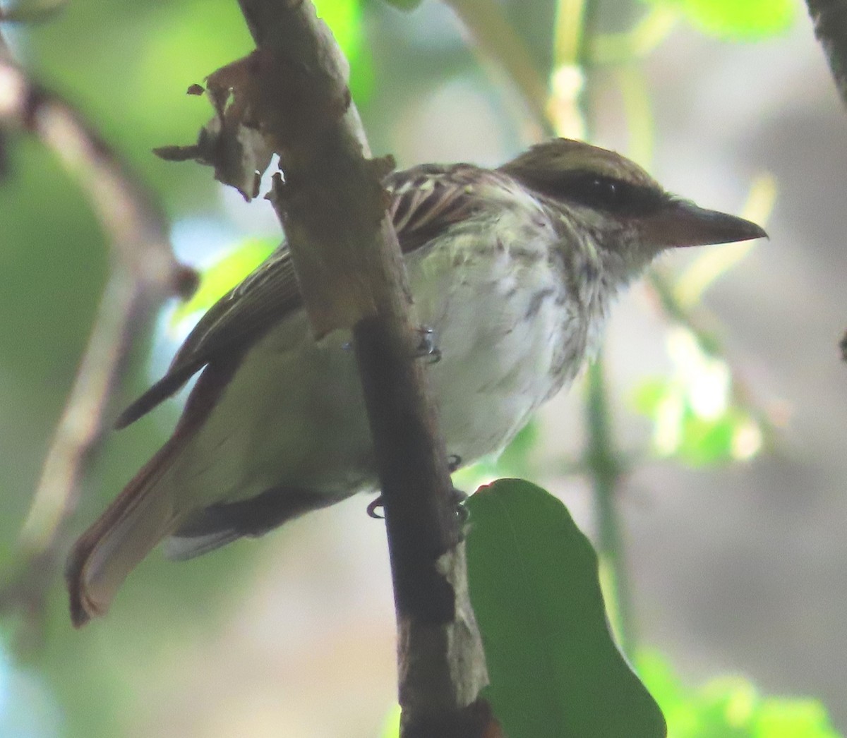 Streaked Flycatcher - Alfredo Correa