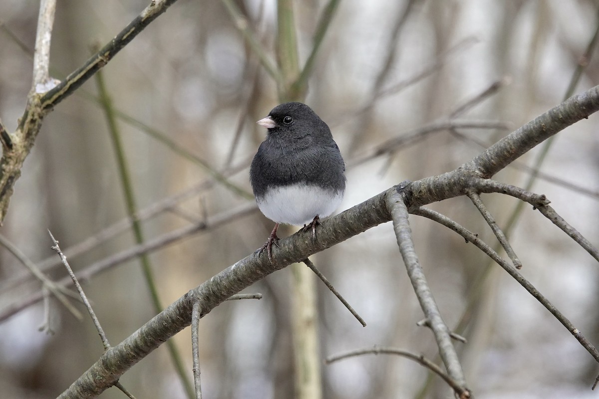 Dark-eyed Junco - Carol MacKenzie