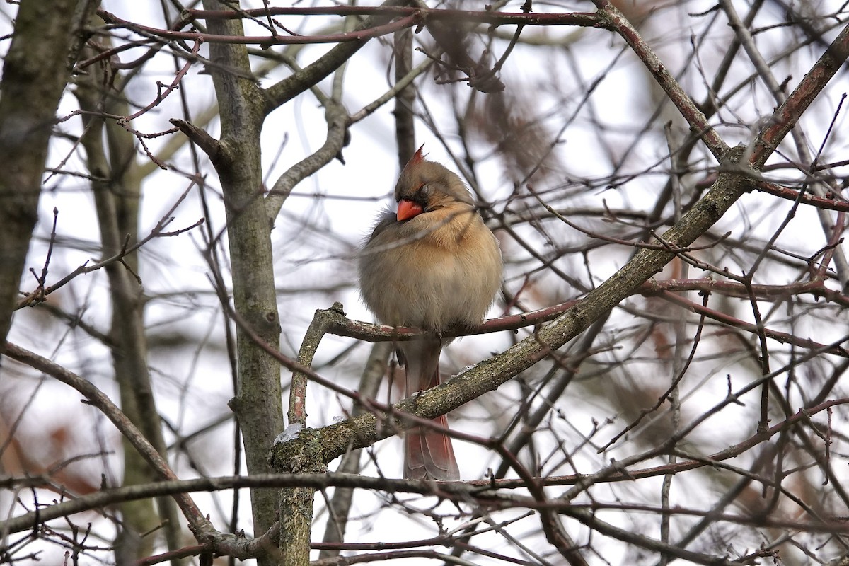 Cardinal rouge - ML612849397