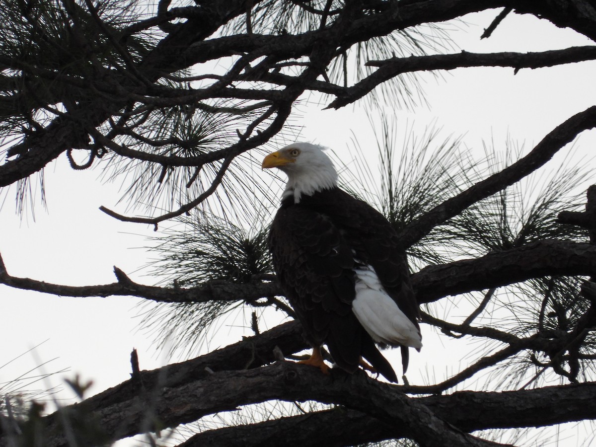 Bald Eagle - ML612849399