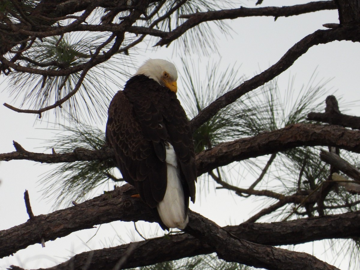 Bald Eagle - ML612849400