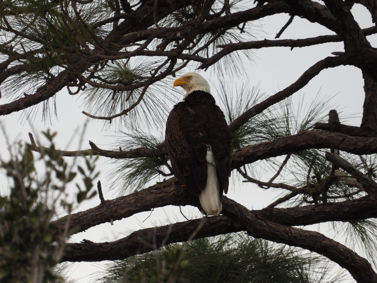 Bald Eagle - ML612849401