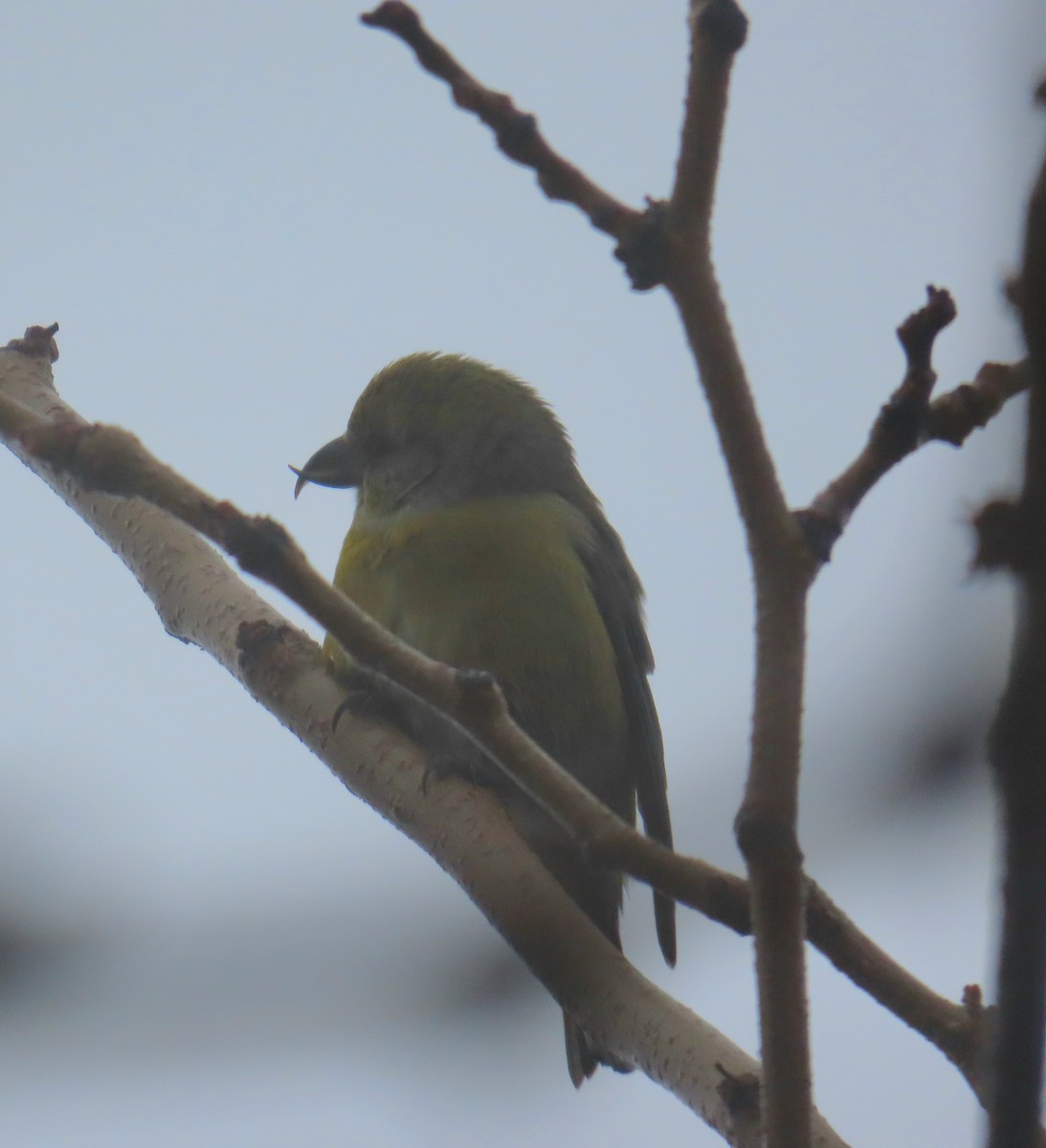 Red Crossbill - Kathy Criddle