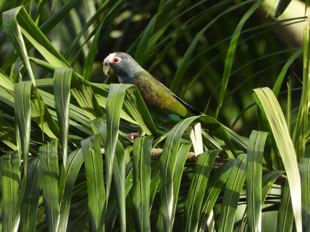 White-crowned Parrot - Mary Trombley