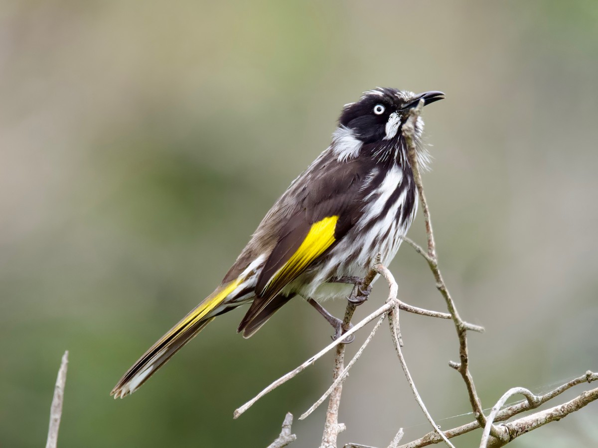 New Holland Honeyeater - ML612849497