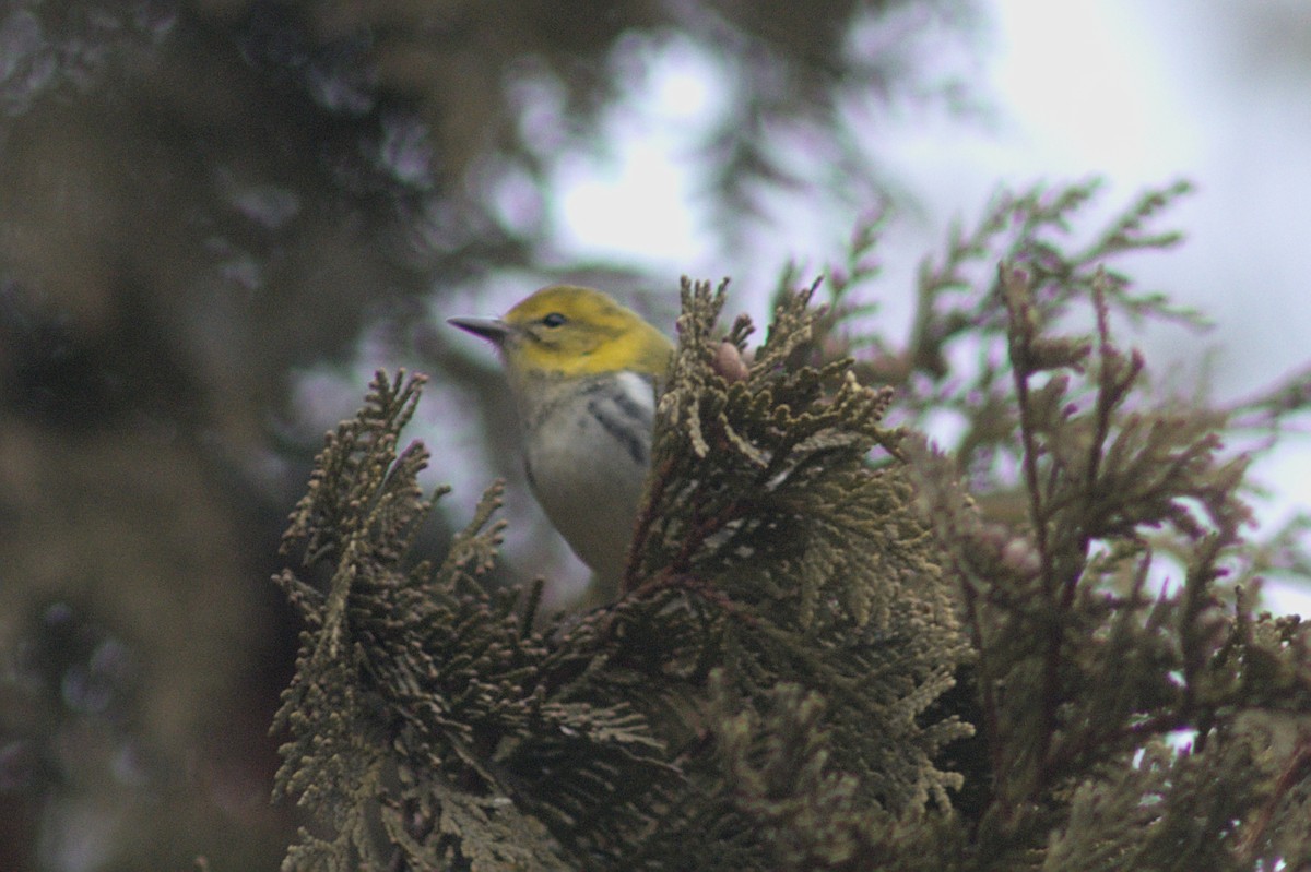 Black-throated Green Warbler - ML612849519