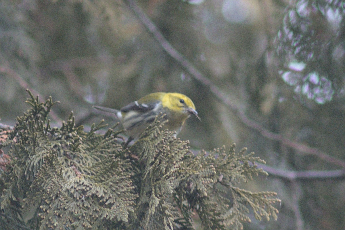 Black-throated Green Warbler - ML612849520