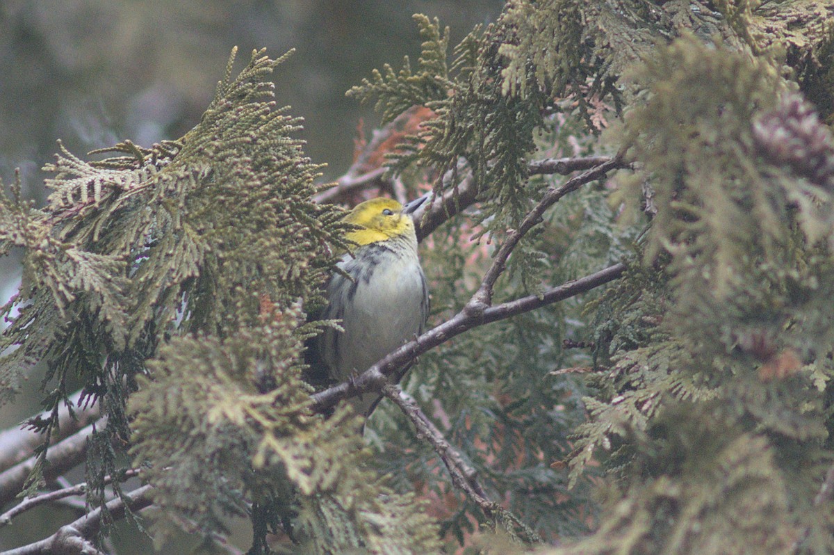 Black-throated Green Warbler - ML612849521