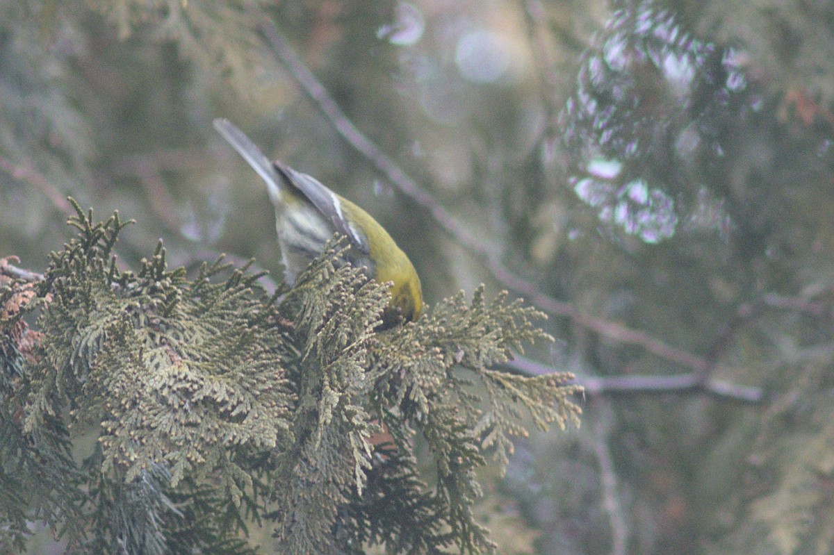 Black-throated Green Warbler - ML612849522