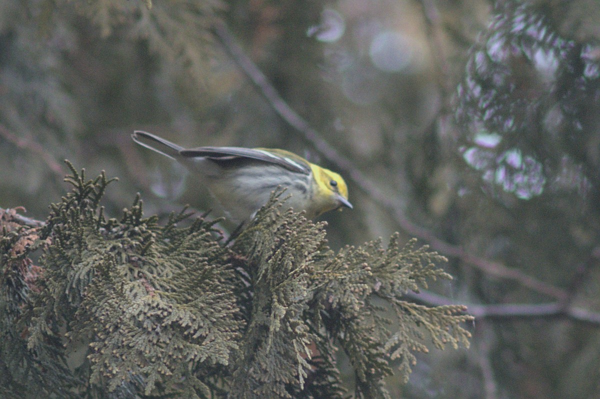 Black-throated Green Warbler - ML612849523