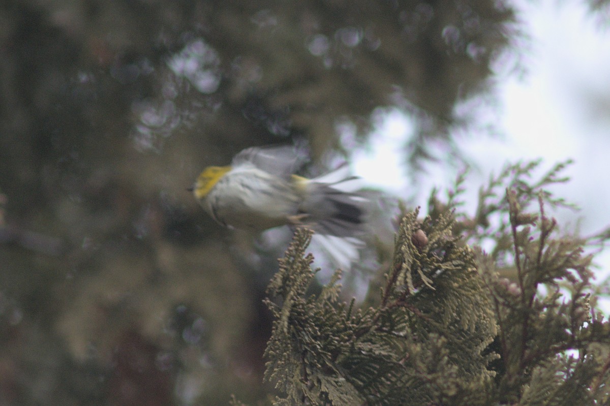 Black-throated Green Warbler - ML612849524