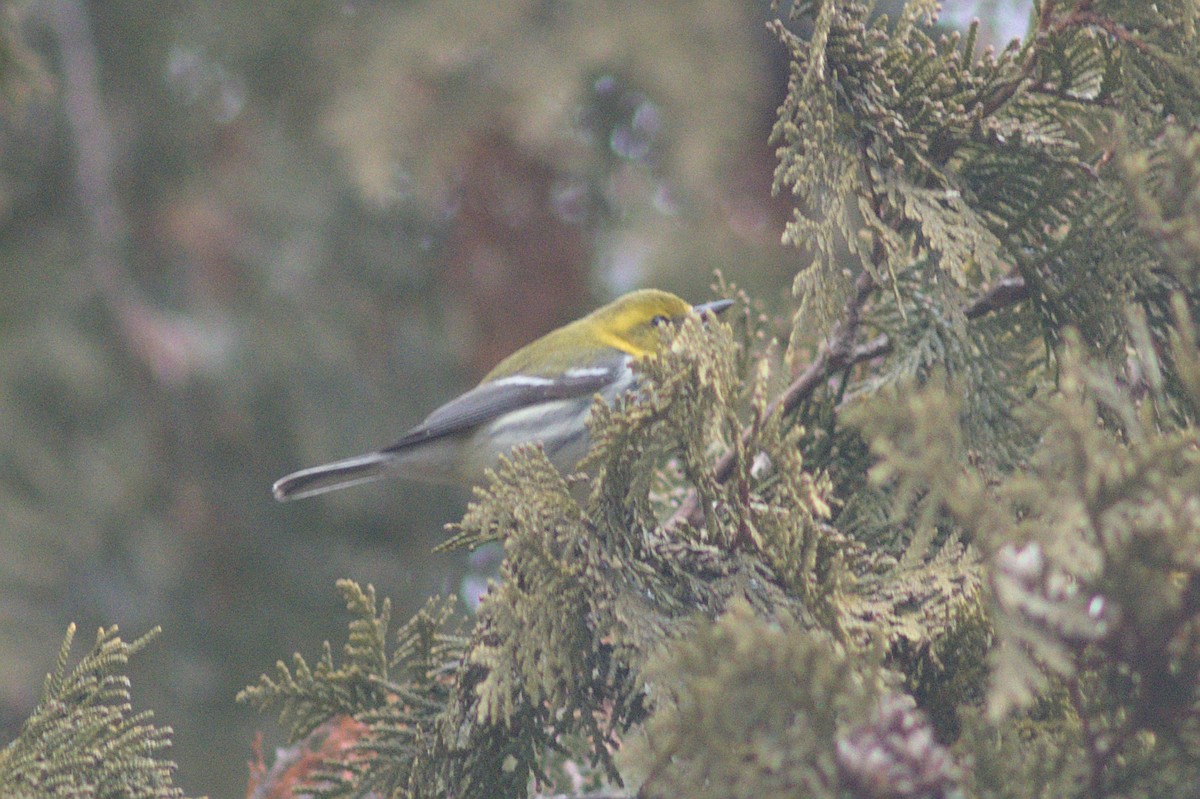 Black-throated Green Warbler - ML612849525