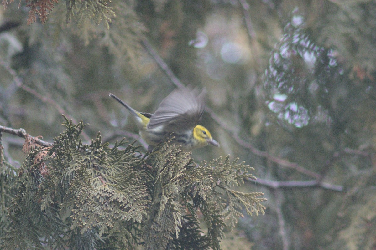 Black-throated Green Warbler - ML612849526